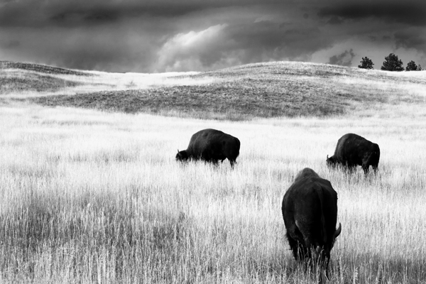 Buffalo by Jilg